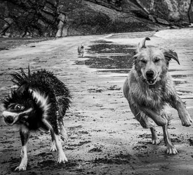 Original Documentary Dogs Photography by Michael Wilde