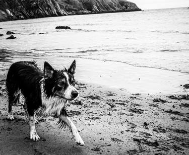 Original Dogs Photography by Michael Wilde