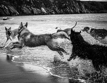 Original Documentary Dogs Photography by Michael Wilde