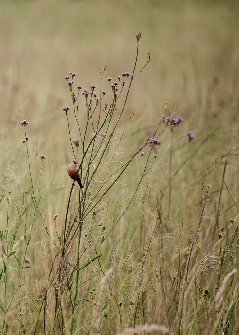 Birds - Common Waxbill - fine art photography print - Print