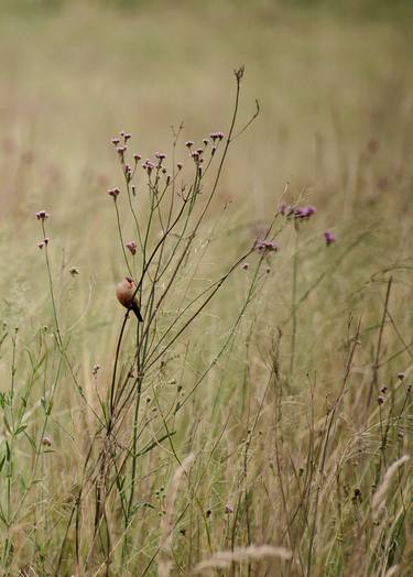 Birds - Common Waxbill - fine art photography print thumb