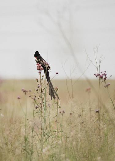 Birds - long tailed widow 03 - fine art photography print thumb