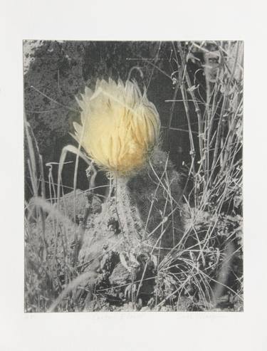 Print of Botanic Printmaking by Carol Hayman