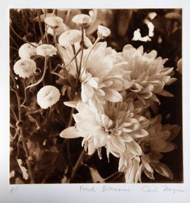 Original Botanic Printmaking by Carol Hayman