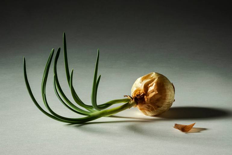 Onion in Afternoon Window Light Photography by Jeff Scholl
