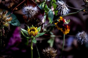 Original Contemporary Botanic Photography by Jeff Scholl