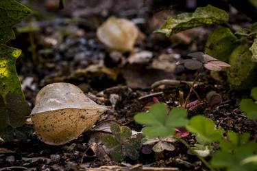 Original Contemporary Garden Photography by Jeff Scholl