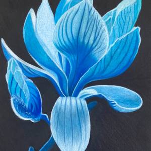 Collection Unexpected Blue Theory