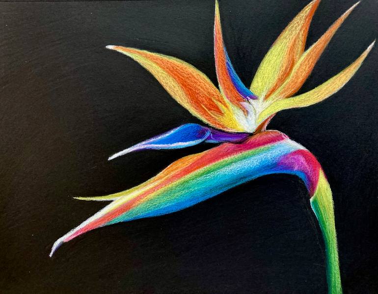 Original Floral Drawing by Dulcie Dee | Realism Art on Paper | BIRDS OF PARADISE
