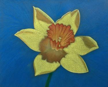 Original Realism Floral Drawings by Dulcie Dee