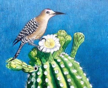 GILA WOODPECKER SUNBATHING ON SAGUARO BLOOM thumb