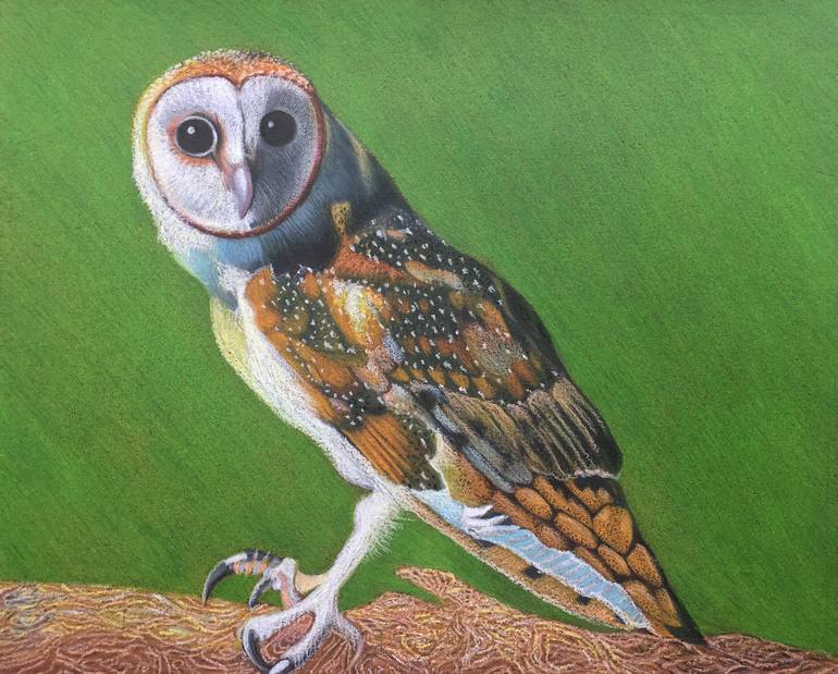 colorful barn owl drawing