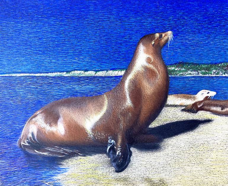 sea lion drawing