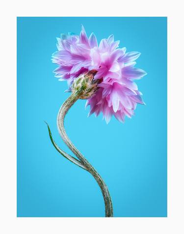 Esther Williams (Centaurea cyanus) #1/25 thumb