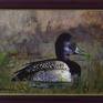 Framed Bluebill Drake And Bullfrog