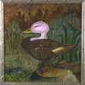 Framed Pink Headed Duck by Douglas Black