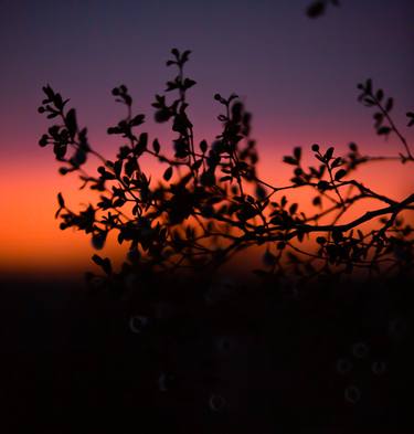 Silhouette leaves and Arizona Sunset thumb