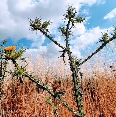 Print of Realism Botanic Photography by Jacob Greenberg