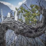 Invasion, Ile de la Reunion by chico santos