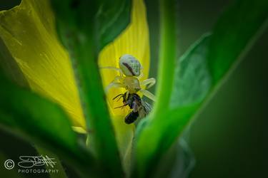 Original Documentary Nature Photography by Tom Brown III