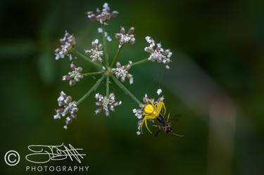 Original Documentary Nature Photography by Tom Brown III