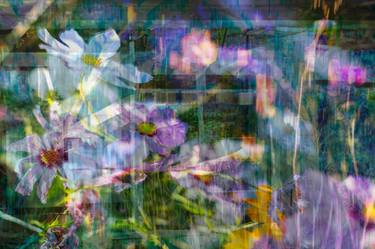Original Floral Photography by Brenda Welty
