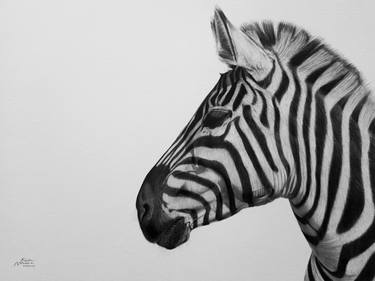 Wildlife drawing (Zebra) thumb