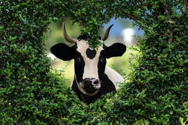 Print of Cows Photography by Moonie the Moocher