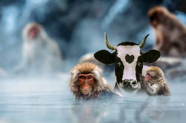 Print of Conceptual Cows Photography by Moonie the Moocher