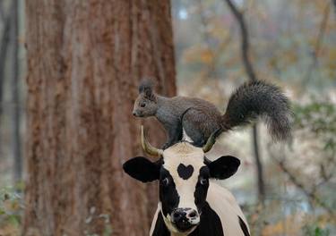 Moonie the Moocher Cow and Black Squirrel thumb