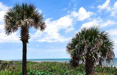 Trees of the Palm Coast thumb