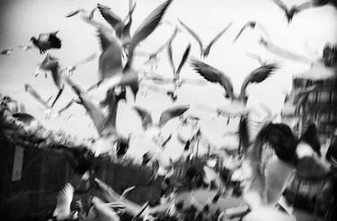 Birds in motion thumb