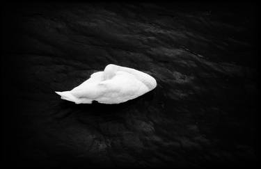 The White Swan of the Canal St Martin thumb