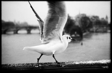 Seagull in Paris thumb