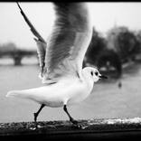 Seagull in Paris by Laurent Delhourme