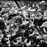 Flock of birds in Paris by Laurent Delhourme