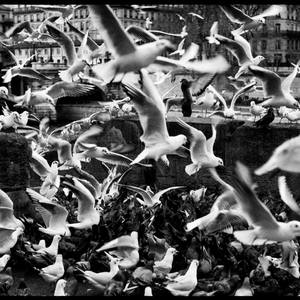 Flock of birds in Paris