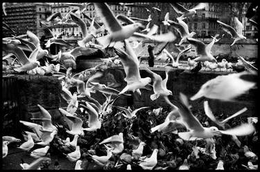 Flock of birds in Paris thumb