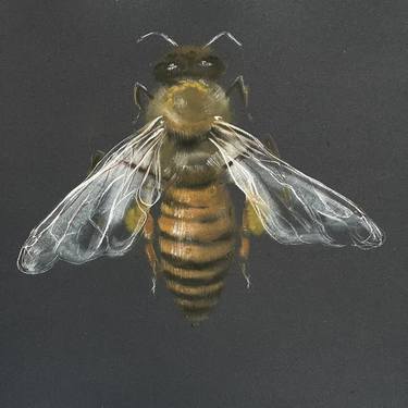 A Honey Bee's Dance on Midnight Canvas thumb