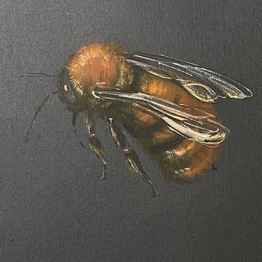 Flight of the Tawny Mining Bee thumb