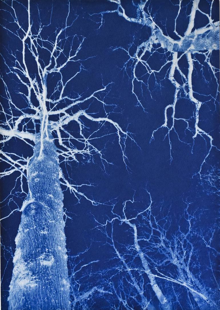 A set of 4 Cyanotype Prints - Tree Portraits Series A Photography