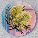 Grevillea by Sophie Hague