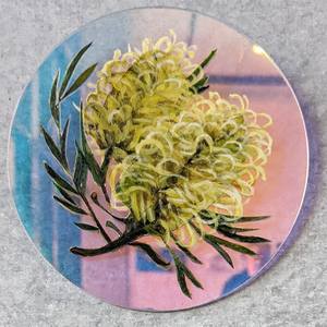 Grevillea