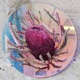 Banksia by Sophie Hague