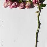 Erik's Roses by R e s