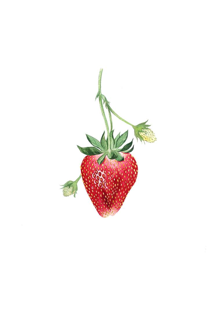 Original Realism Botanic Drawing by Elena Braushenberg