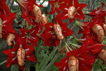Saatchi Art Artist Shuli Dura; Photography, “Lily” #art