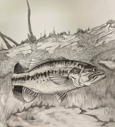 Original Realism Fish Drawings by Charlie Weise