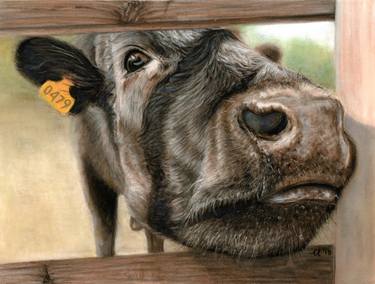 Original Fine Art Cows Painting by Catherina Cudlipp