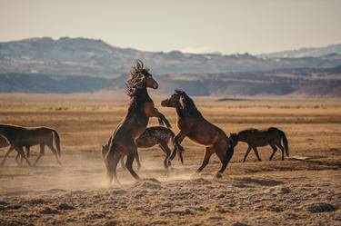 Wild Horses, One: Fine Art Print Photo, Limited Edition thumb